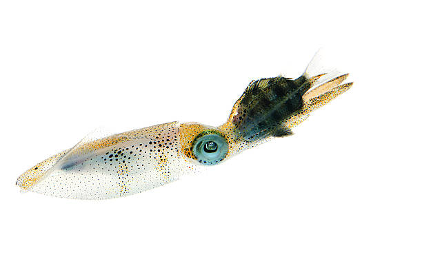 istock Bigfin Reef Squid-Sepioteuthis lessoniana 495470947