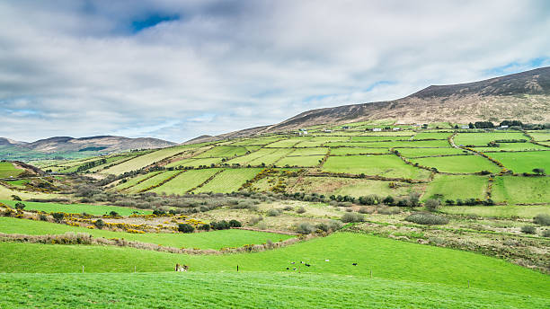 istock Irish green fields just outside of Dingle on Dingle peninsula 495471166