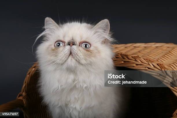 Kitten Cute White Persian Cat Sitting In House Staring Up Stock Photo - Download Image Now