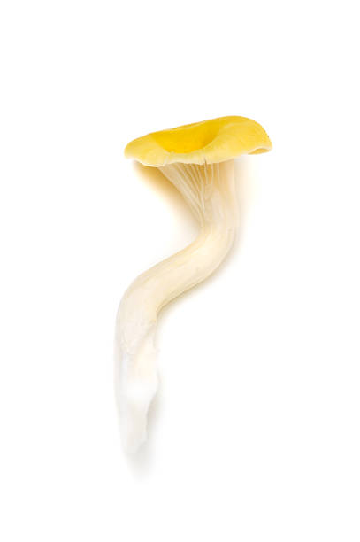 istock Yellow Oyster Mushroom-Pleurotus cornucopiae 495471877
