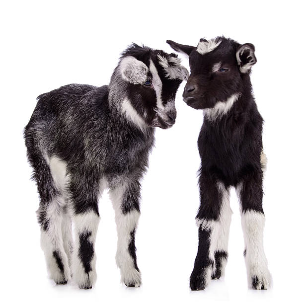 istock farm animal goats isolated 495472059