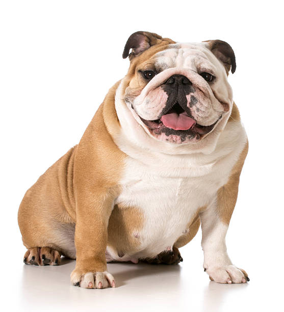 istock english bulldog 495472129