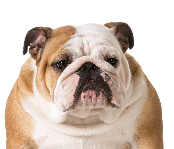 istock english bulldog 495472131