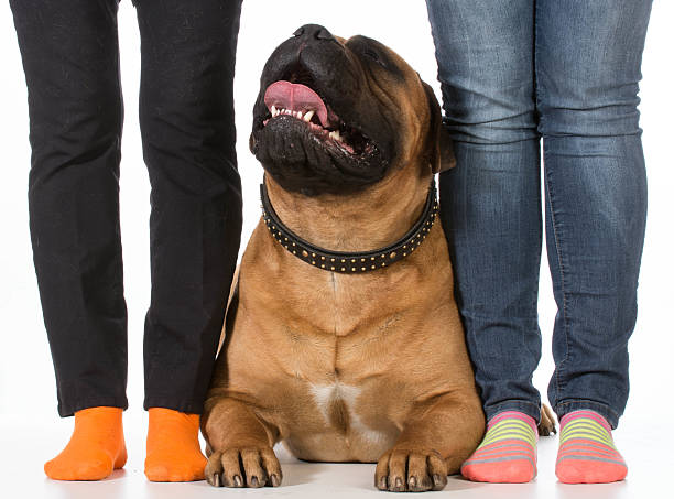 istock bullmastiff and his owners 495472175