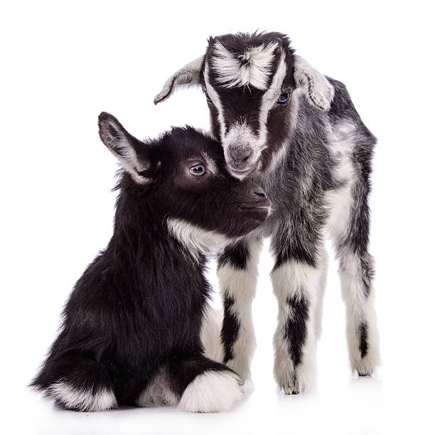 istock farm animal goats isolated 495472579