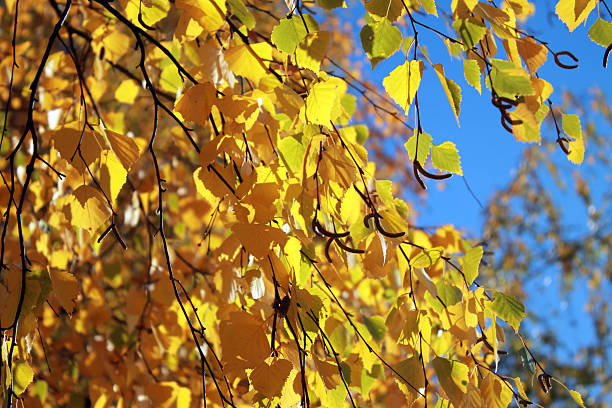 istock Autumn leaves with the blue sky background 495472714