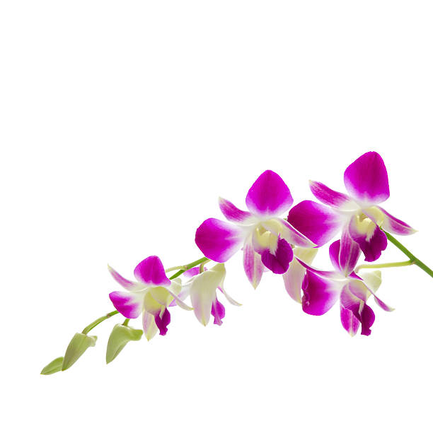istock Purple orchid flower isolated white background 495472739