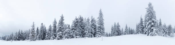 istock Spruce Tree Forest Covered by Snow in Winter Landscape 495472914