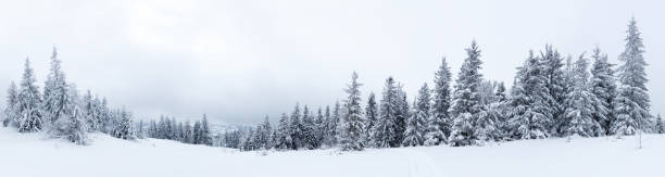 istock Spruce Tree Forest Covered by Snow in Winter Landscape 495473060