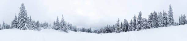 abeto picea bosques cubiertos de nieve en invierno paisaje - forest landscape pine tree snow fotografías e imágenes de stock