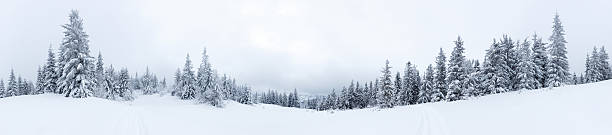 épicéa forêt recouverts de neige dans un paysage d'hiver - landscape cold tree pine photos et images de collection