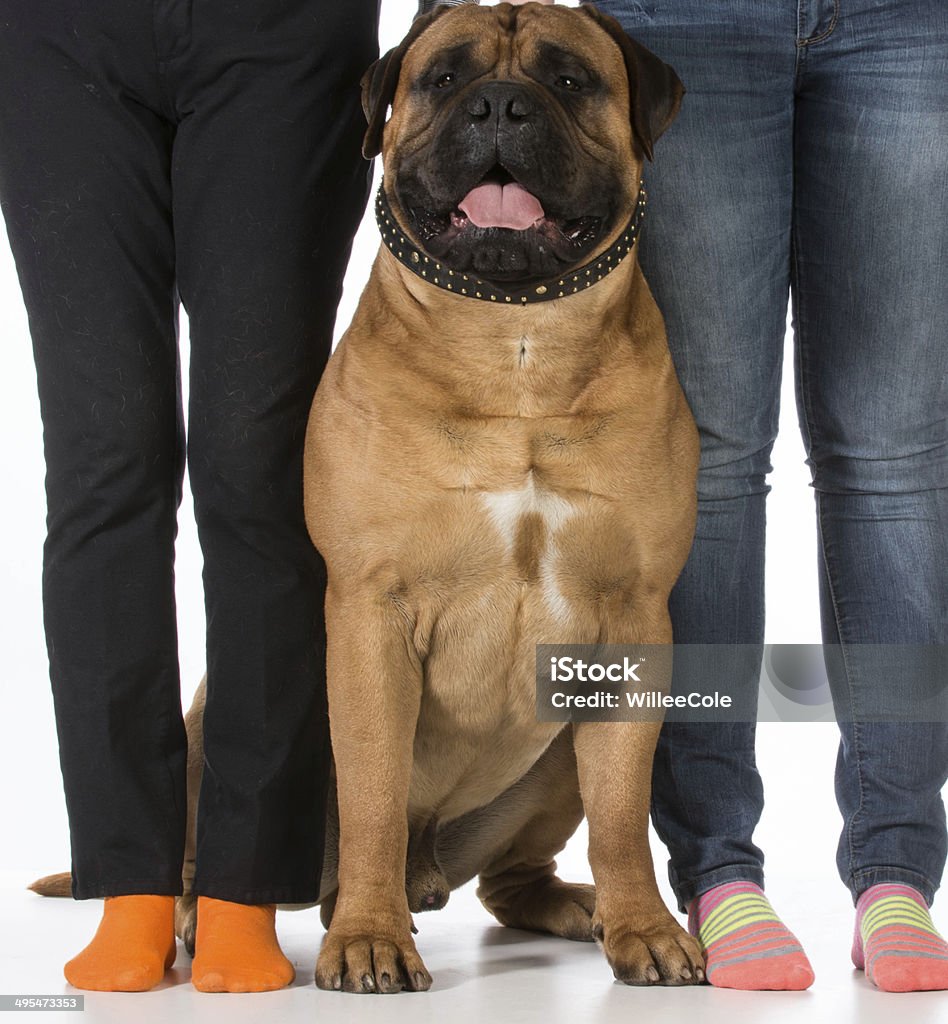 bullmastiff and his owners bullmastiff sitting beside his owners feet on white background Affectionate Stock Photo