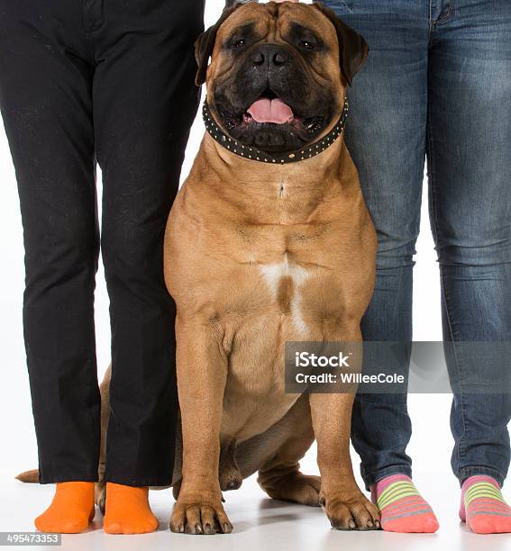 Bullmastiff And His Owners Stock Photo - Download Image Now - Affectionate, Animal, Animal Tricks
