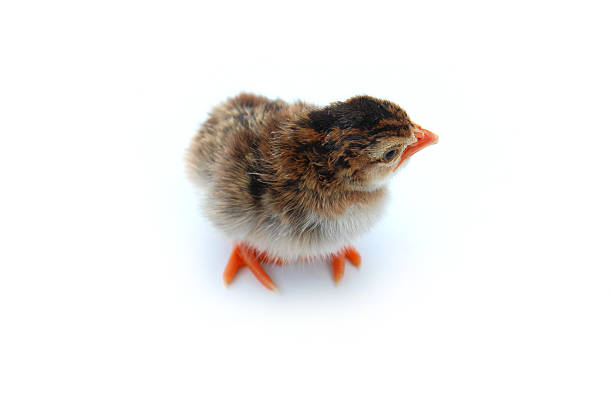 obraz dziecka chick, brązowym i żółtym, perlic z pianki marshmallow - male animal vertebrate one animal guinea fowl zdjęcia i obrazy z banku zdjęć