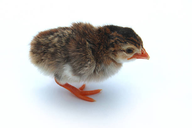 obraz dziecka chick, brązowym i żółtym, perlic z pianki marshmallow - male animal vertebrate one animal guinea fowl zdjęcia i obrazy z banku zdjęć