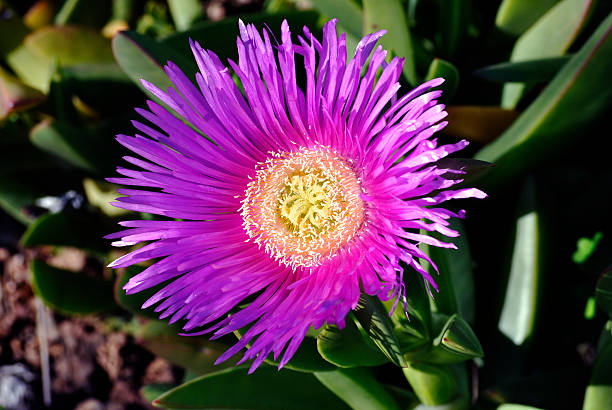 istock Carpobrotus edulis - Pink Ice Plant 1 495473481