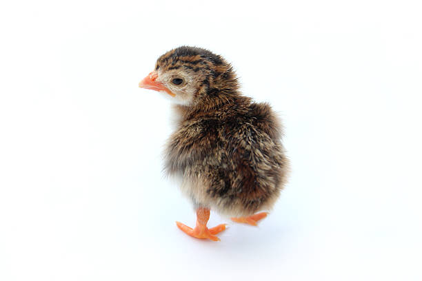 obraz dziecka chick, brązowym i żółtym, perlic z pianki marshmallow - male animal vertebrate one animal guinea fowl zdjęcia i obrazy z banku zdjęć