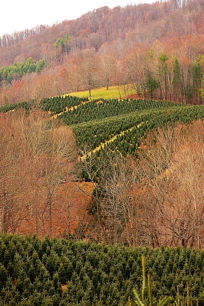 Crop of future Christmas trees on mountainside