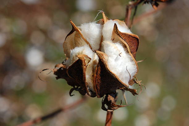 Cotton boll is bursting  and ready to be harvested