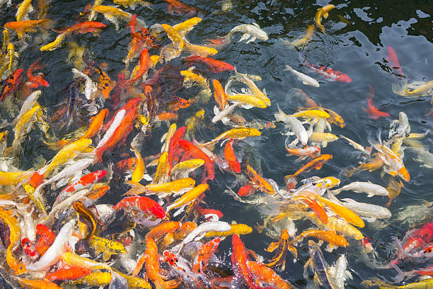 istock Koi fish swimming at pond 495474125