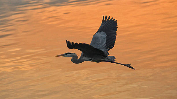istock Great Blue in flight over golden waters 495474392