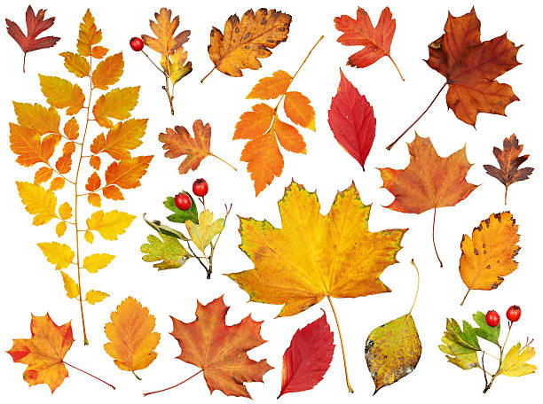 istock autumn leaves collection, object set isolated on white 495474398