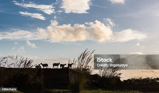 Foto de Ovelhas E Paisagem e mais fotos de stock de 2015 - 2015, Agricultura, Alimentar