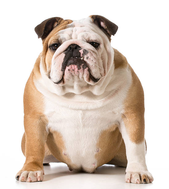 英語ブルドッグ - english bulldog ストックフォトと画像