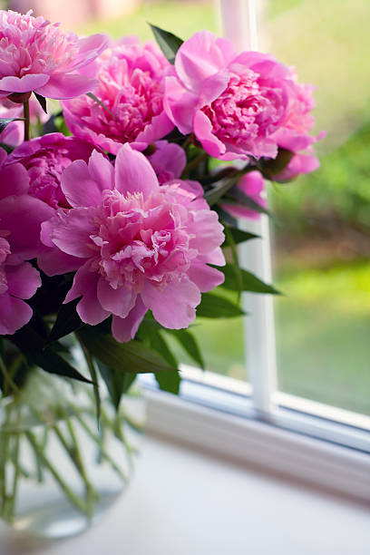 istock pink peonies on window sill 495475083