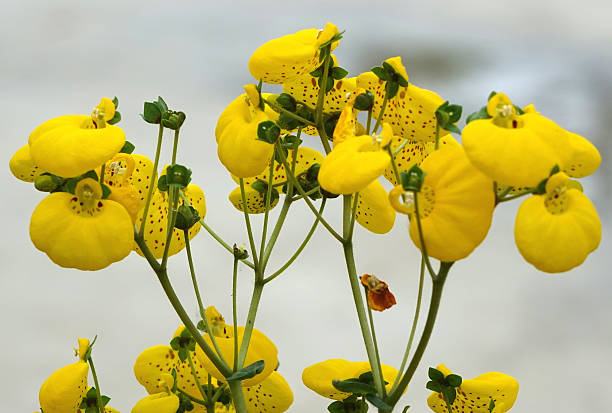 slipper flower slipper flower in Germany calceolaria stock pictures, royalty-free photos & images