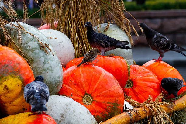 Pumpkins with pigeons and a sparrow