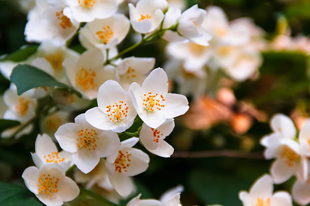 istock Beautiful jasmine flower in the park. Bright summer. 495479416