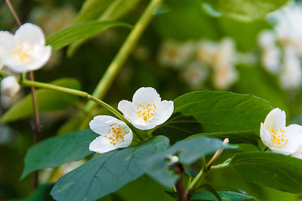 istock Beautiful jasmine flower in the park. Bright summer. 495480154