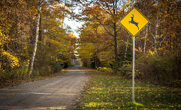 Country Road In Autumn With Deer Crossing Sign Deer crossing sign warns rural drivers of deer collisions in the area. Shot in horizontal orientation with a diminishing perspective and copy space. grass shoulder stock pictures, royalty-free photos & images