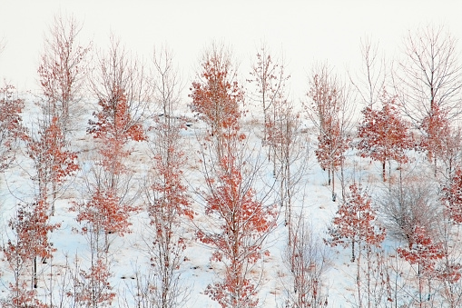 Alberi innevati-casi expuesto árboles en nívea Inglaterra photo