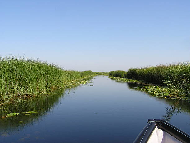istock River channel in the Danube Delta, Romania 495481310