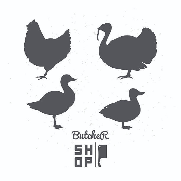 illustrations, cliparts, dessins animés et icônes de ensemble de silhouettes d'oiseaux de la ferme. la turquie, du poulet, du canard et d'oie - goose meat
