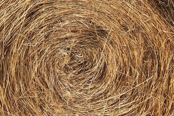 istock Large Round Bale of hay 495483184