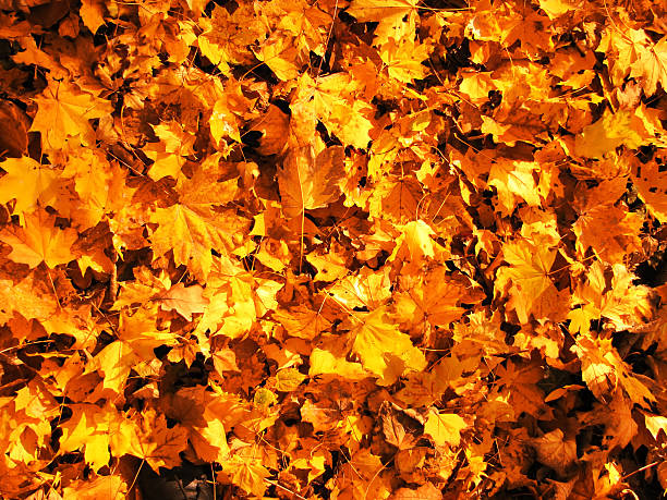 leaf fall stock photo