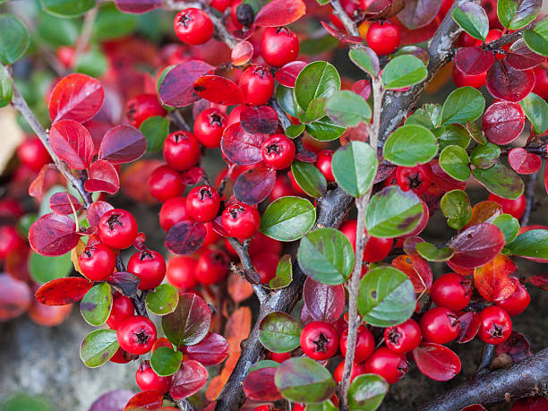 Berries on Cotoneaster Close up of Red Cotoneaster berries cotoneaster stock pictures, royalty-free photos & images