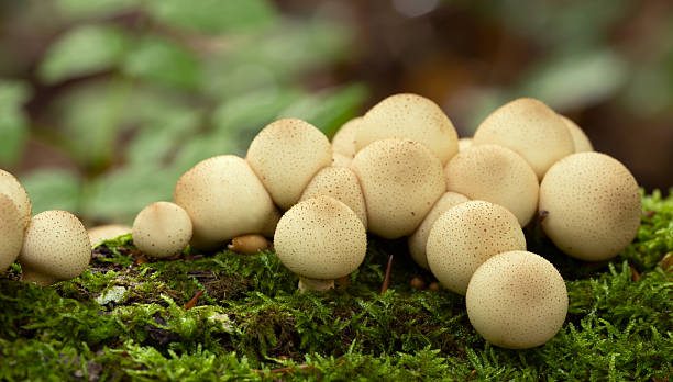 Pear-shaped puffballs, Lycoperdon pyriforme growing on wood Digital photo of pear-shaped puffballs, Lycoperdon pyriforme growing on wood. This mushroom belongs to the Agaricaceae family. puff ball gown stock pictures, royalty-free photos & images