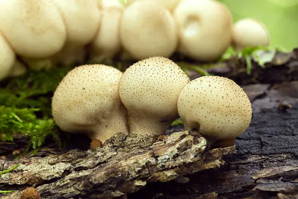 Digital photo of fear-shaped puffballs, Lycoperdon pyriforme growing on wood. This mushroom belongs to the Agaricaceae family.