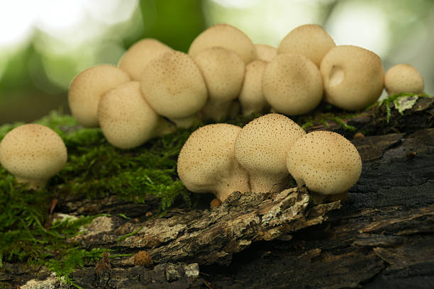 Pear-shaped puffballs, Lycoperdon pyriforme growing on wood Digital photo of fear-shaped puffballs, Lycoperdon pyriforme growing on wood. This mushroom belongs to the Agaricaceae family. puff ball gown stock pictures, royalty-free photos & images