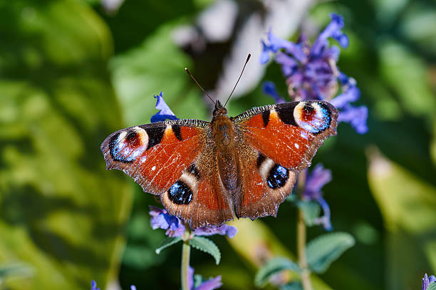 istock Aglais io butterfly sitting on a flower 495484986