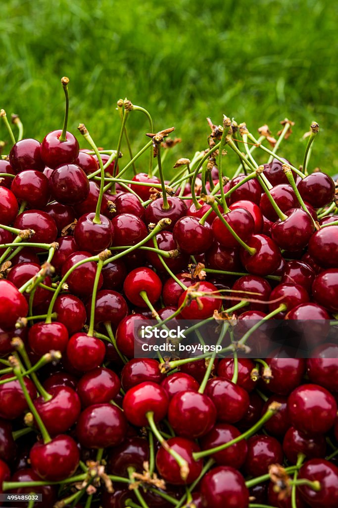 cherry on the grass 2015 Stock Photo