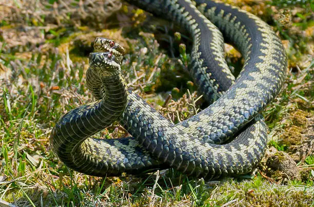 Photo of Male adders fighting