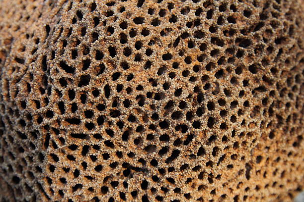 Termite mound Close-up termite mound termite mound stock pictures, royalty-free photos & images