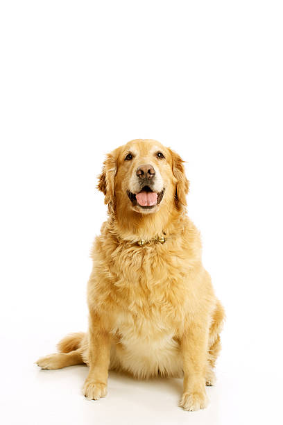 istock Golden Retriever, Sitting 495492030