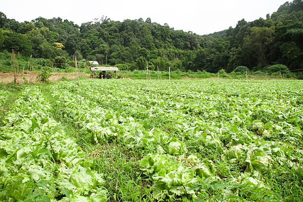 istock vegetable farm, fresh garden in the valley 495492922