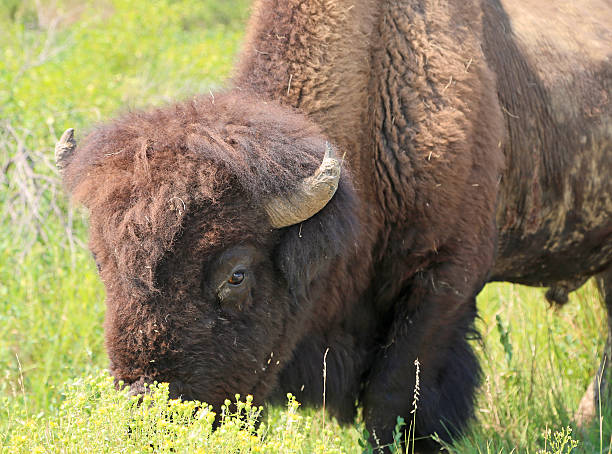 istock Buffalo behind flowers 495493248